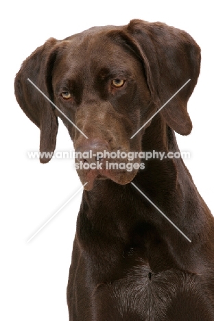 Australian Champion German Shorthaired Pointer