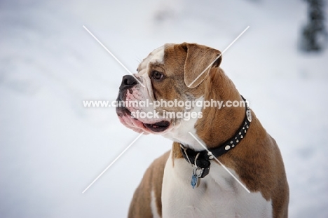 Old English Bulldog portrait