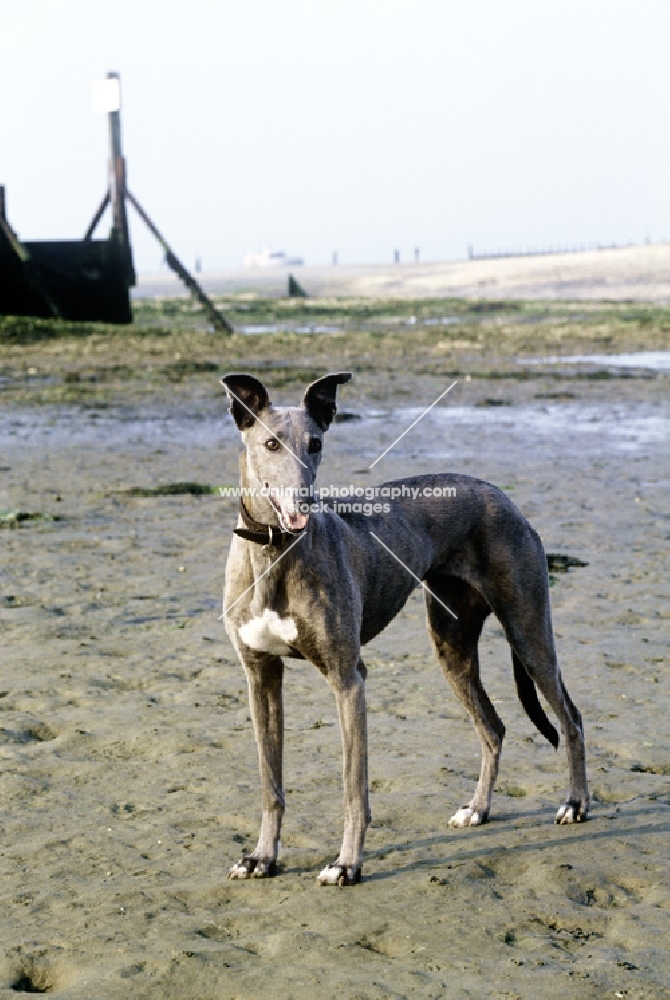 lurcher on the beach