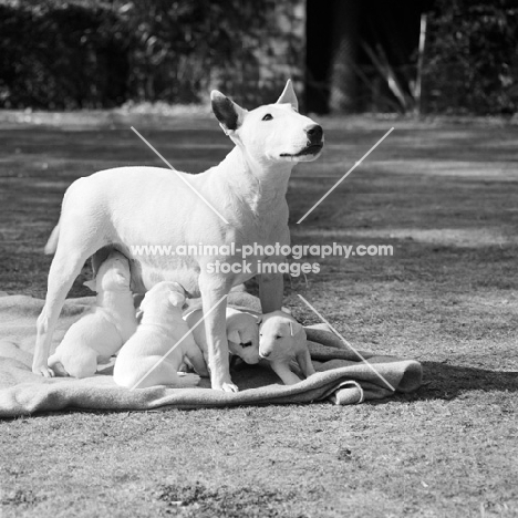 bull terrier bitch with her puppies