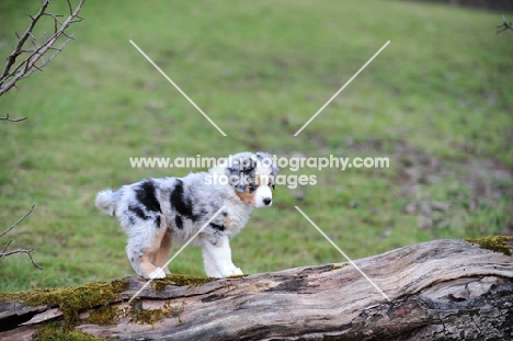 Mini Aussie puppy posing on tree