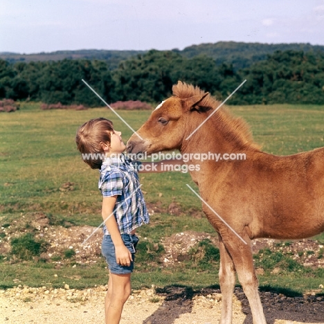 new forest foal snuffling young boy in the forest