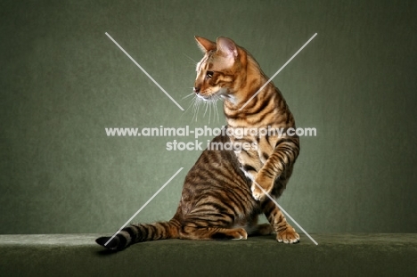 Toyger cat turning