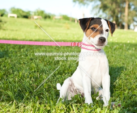 young Jack Russell