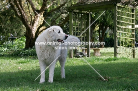 Maremma Sheepdog in garden