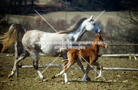 arab mare and foal running