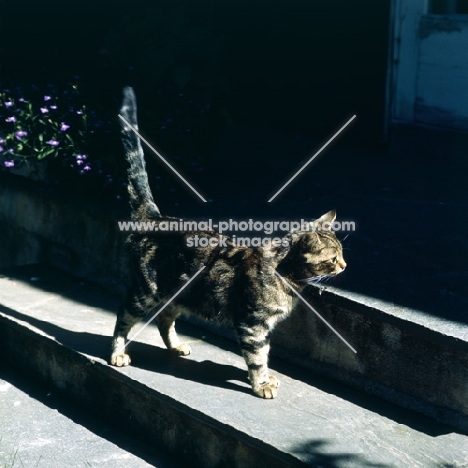 champion swedish freyois of kandahar, brown tabby short hair cat