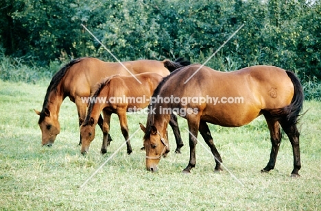 holstein mares and foal at elmshorn