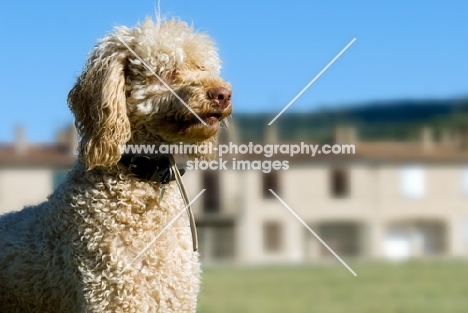 blonde standard poodle