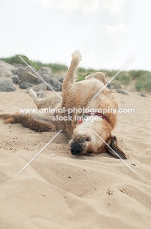 dog rolling in sand