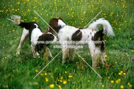 two undocked english springer spaniels, working type,  communicating