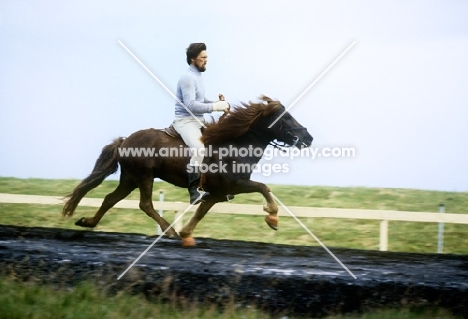 iceland horse performing the tolt