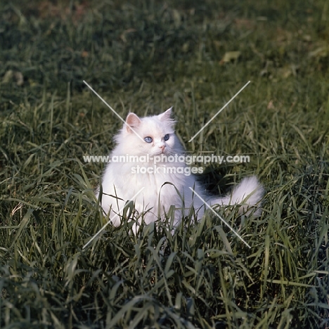 blue eyed white long hair cat in long grass