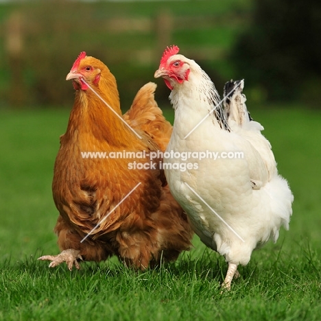 buff orpington and a light sussex