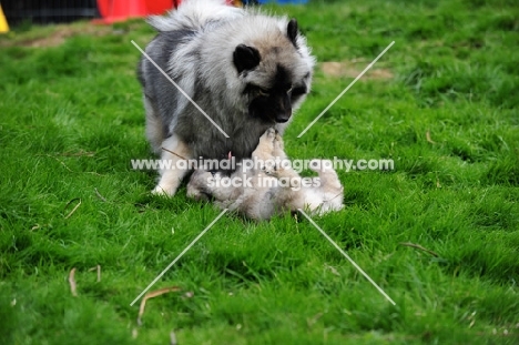 Keeshond mother with puppy