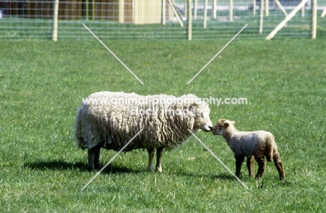 portland ewe with her lamb at norwood farm