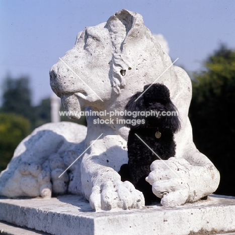 miniature poodle in the arms of a lion statue