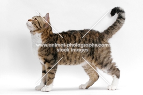 American Wirehair, Brown Mackerel Tabby & White, looking curious