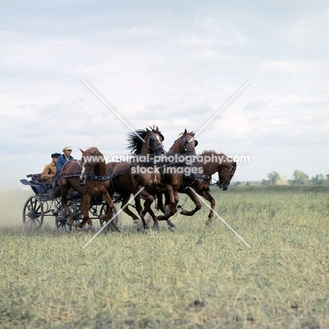 tachanka, 4 Don geldings in harness galloping