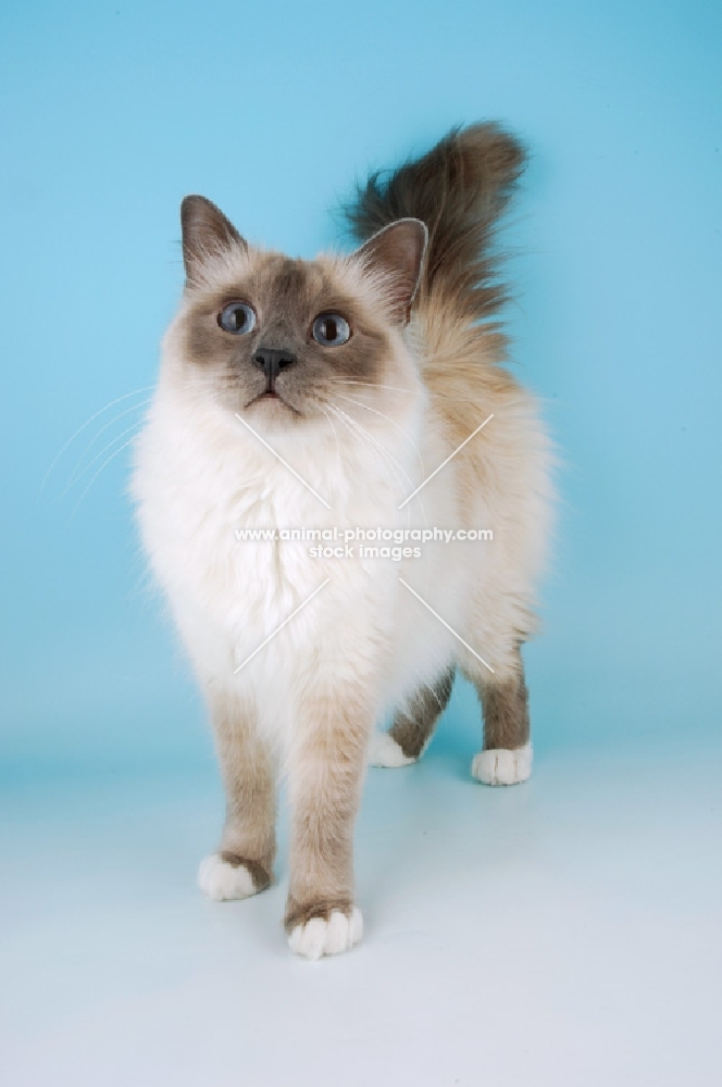 blue point birman cat looking up