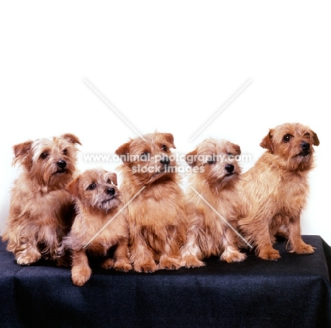 nanfan sage, chalkyfield julie bee, c. badger, c. folly, bearwood cremona  five norfolk terriers sitting on a  bench