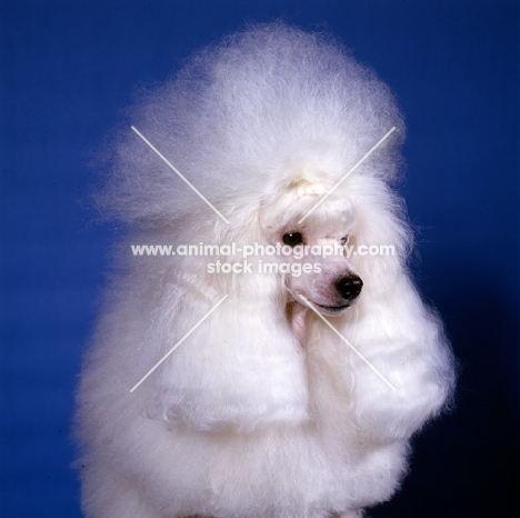 snow, glamorous miniature poodle - see AP-UMXW5V snow with hair in wraps