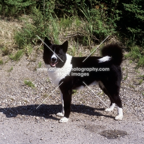 champion zuro, karelian bear hound