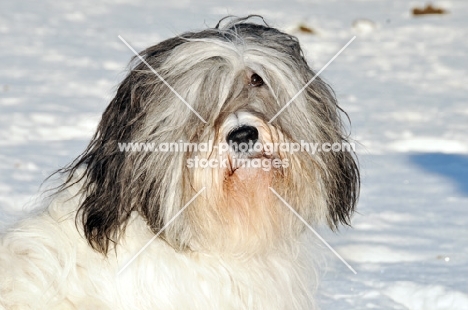 Polish Lowland Sheepdog, (also known as Nizinny)