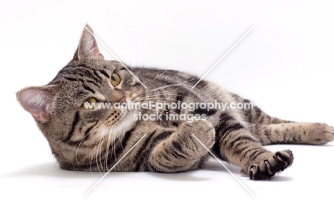 Brown Classic Tabby Manx cat, lying down
