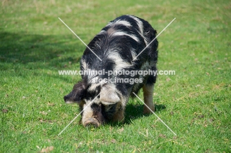 Kunekune pig