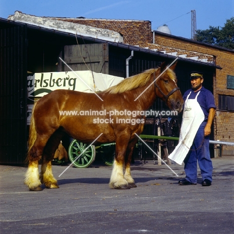jutland mare standing at carlsberg brewery with handler in copenhagen