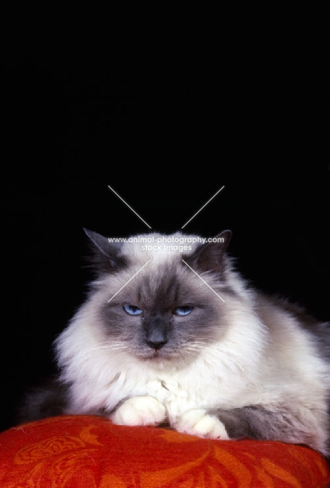 blue point birman cat looking strict