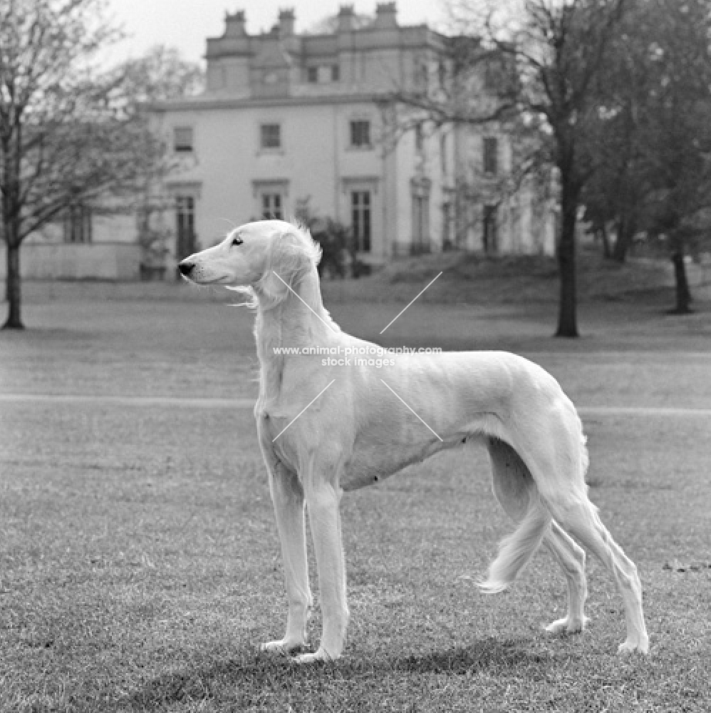 famous saluki, ch burydown freyha