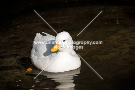 white call duck in water