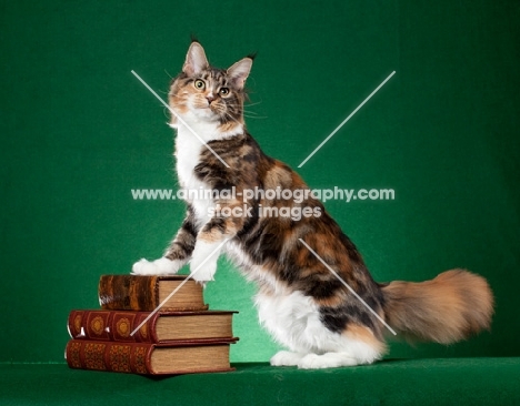 Maine Coon cat balancing on stack of old books on green background