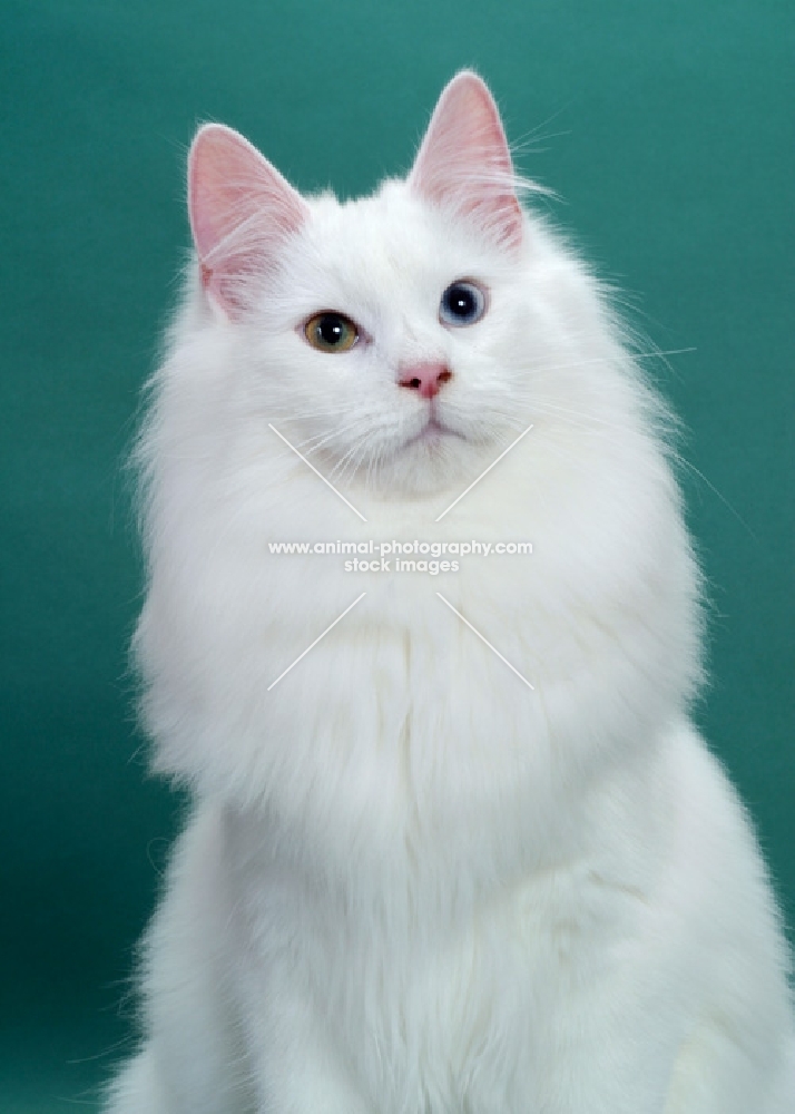 White Odd Eyed Norwegian Forest Cat