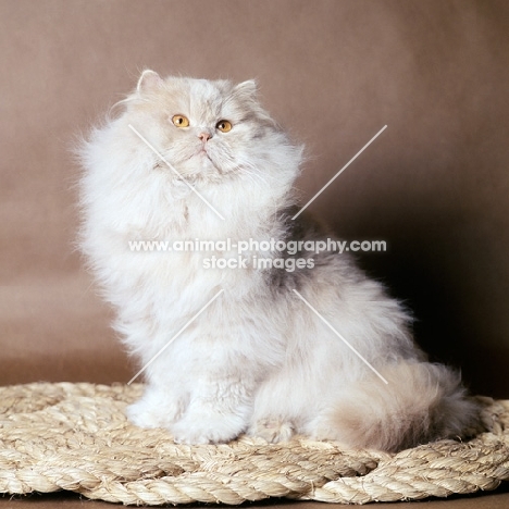 Persian Champion Wildfell ploughboy, long hair cream cat sitting proudly