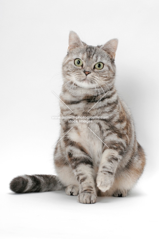 American Shorthair cat, Silver Classic Torbie colour, front view