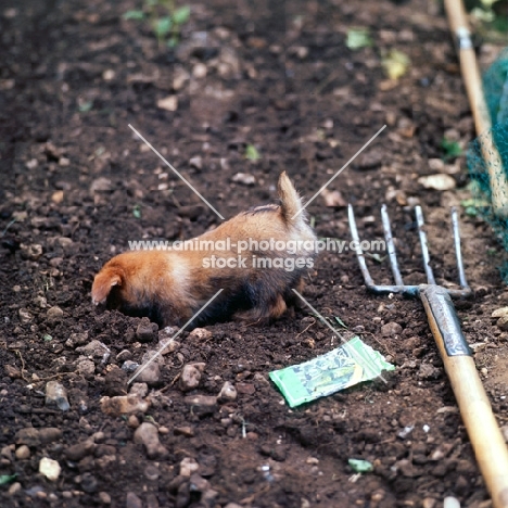 norfolk terrier puppy digging in soil