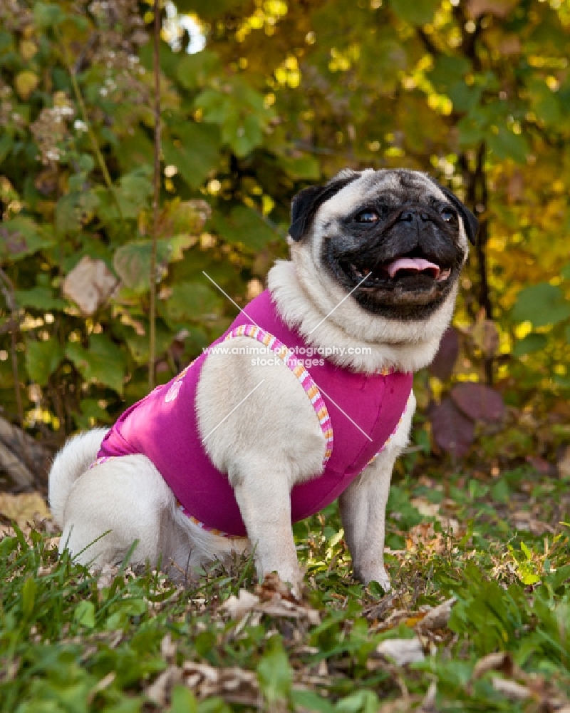 pug wearing vest