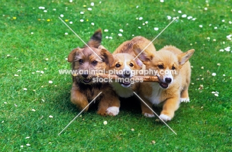 norfolk terrier and two pembroke corgi puppies running carrying a stick