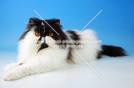black and white persian cat, lying down