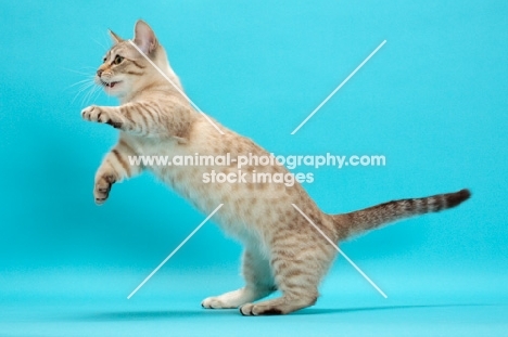 Seal (Natural) Mink Spotted Tabby Munchkin, jumping