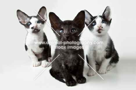 3 Peterbald kittens 6 weeks old, front view