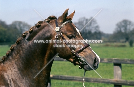 keston royal occasion welsh pony (section b), 