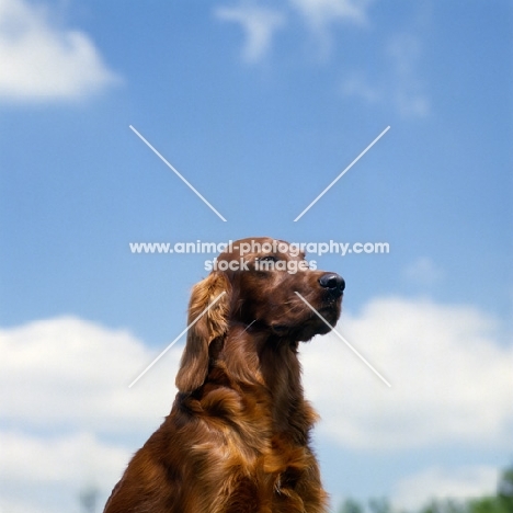 tosca, cornevon irish setters, sky background