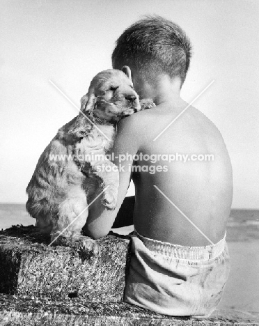 Cocker Spaniel puppy resting on boy