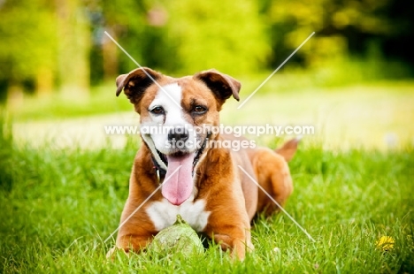 Boxer x Terrier dog, lying down on grass