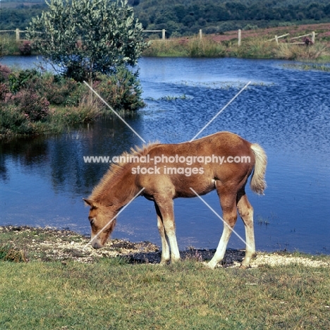 new forest foal beside a lake in the new forest