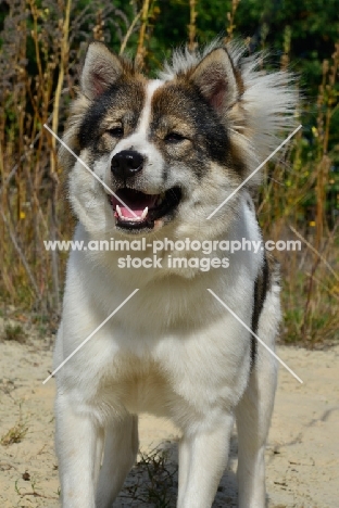 Thai Bangkaew dog